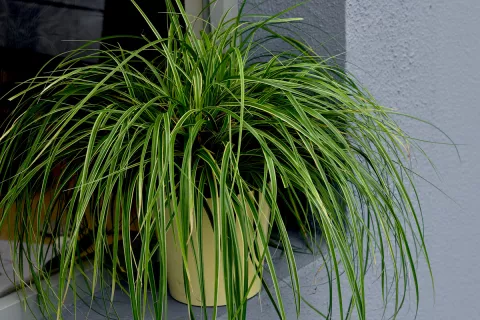 Carex oshimensis 'Goldwell'