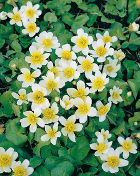 Caltha palustris 'Alba'