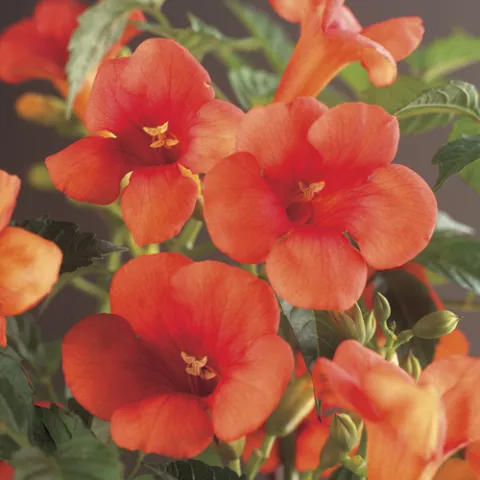 Campsis radicans