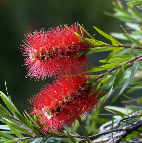 Callistemon