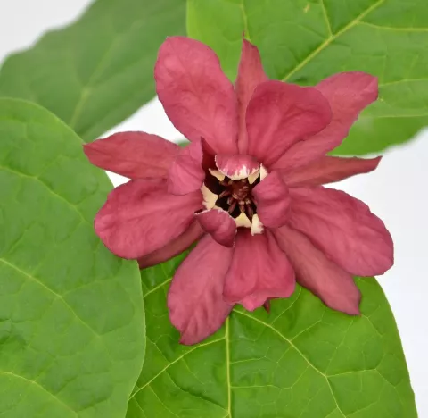 Calycanthus r. 'Hartlage Wine'