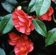 Camellia ret. 'Mary Williams'