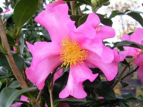 Camellia sasanqua 'Cleopatra'