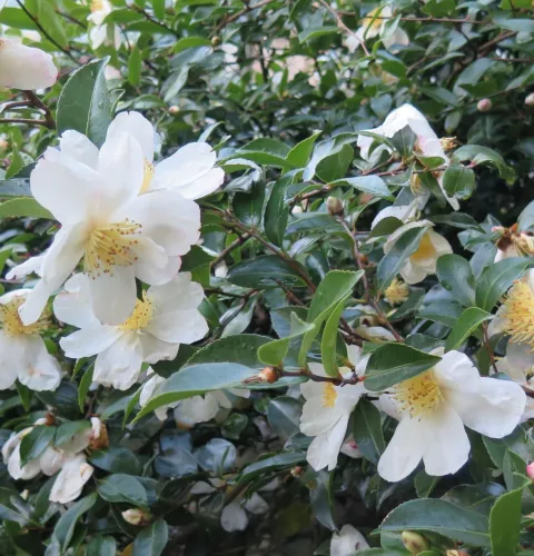 Camellia sasanqua 'White'