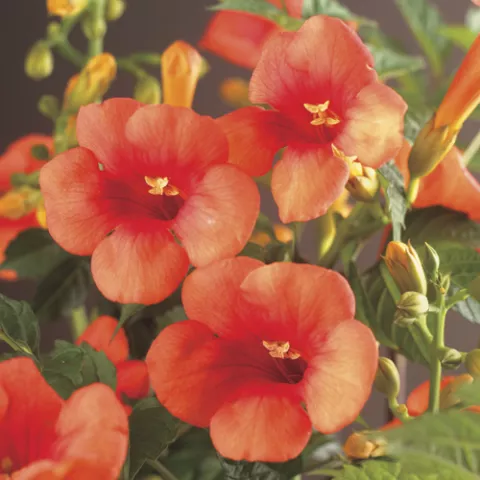 Campsis t. 'Madame Galen'