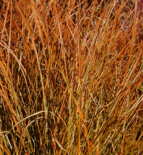 Carex test. 'Prairie Fire'