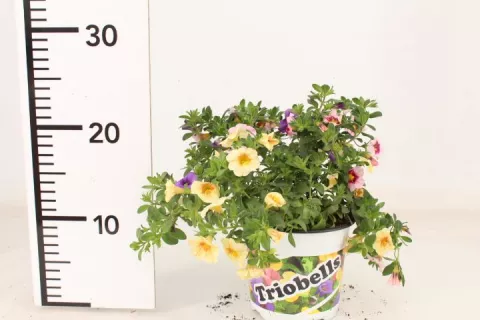 Calibrachoa 'Triobells'
