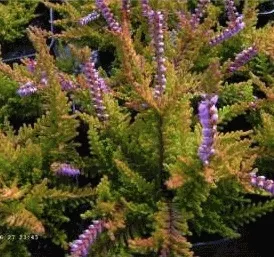 Calluna vulg. 'Wickwar Flame'