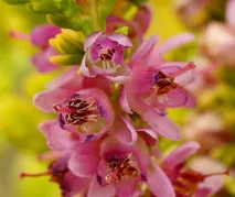 Calluna vulg. 'Carrington'