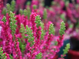 Calluna vulg. 'Dark Beauty'
