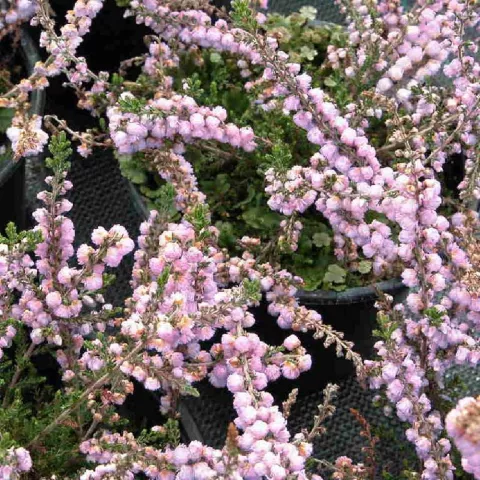 Calluna vulg. 'Elsie Purnell'