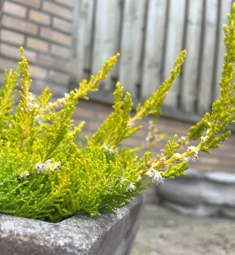 Calluna vulg. 'Gold Haze'