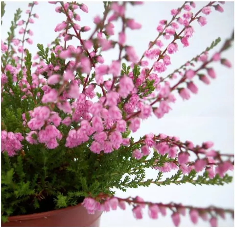 Calluna vulg. 'J.H. Hamilton'