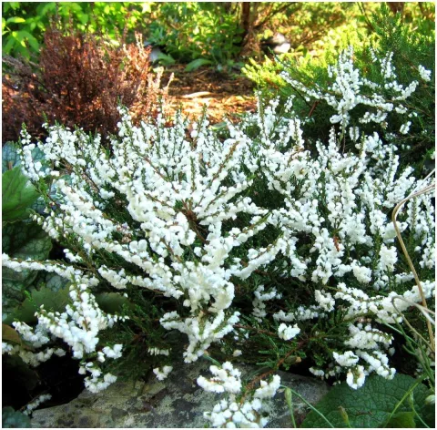 Calluna vulg. 'Kinlochruel'