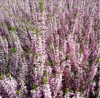 Calluna vulg. 'Marleen'