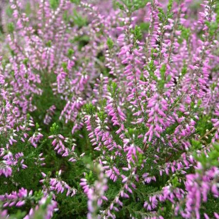 Calluna vulg. 'Roswitha'