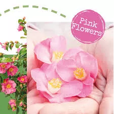 Camellia 'Winter Perfume Pink'