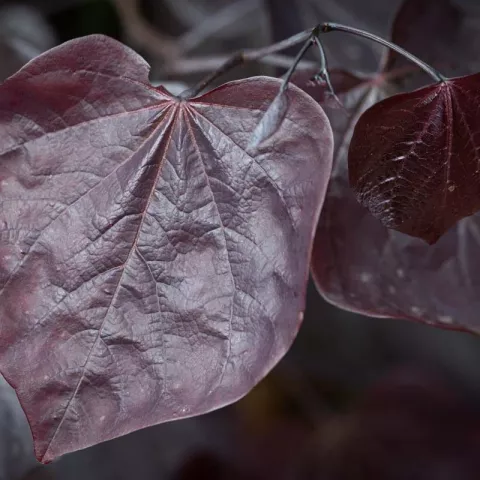 Cercis can. 'Ace of Spades'