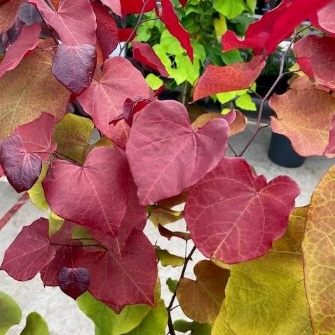 Cercis can. 'Eternal Flame'