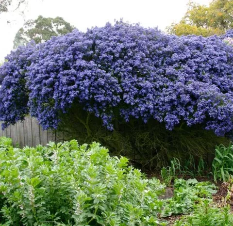 Ceanothus 'Concha' 