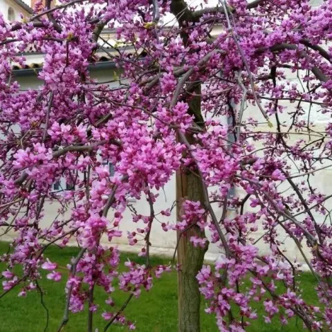 Cercis can. 'Traveller'
