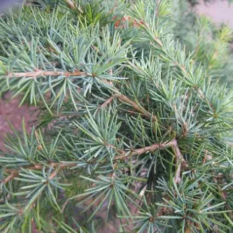 Cedrus deodara 'Feeling Blue'