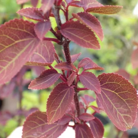 Cercidiphyllum jap. 'Rotfuchs'