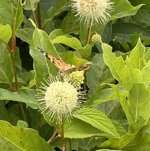 Cephalanthus occ. 'Magical Moonlight'