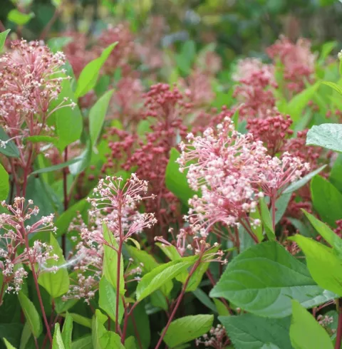 Ceanothus pallidus 'Marie Simon'