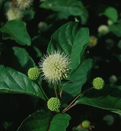Cephalanthus occidentalis