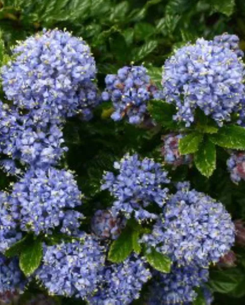 Ceanothus thyrsiflorus 'Blue Mound'