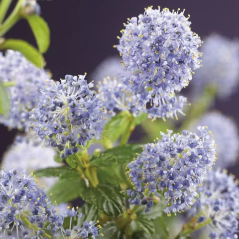 Ceanothus thyrsiflorus repens