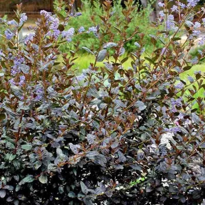 Ceanothus 'Tuxedo'®