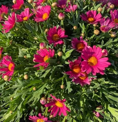 Chrysanthemum Frutescens ROZE