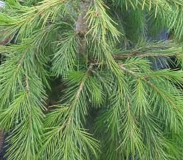 Chamaecyparis l. 'Drooping Solo'