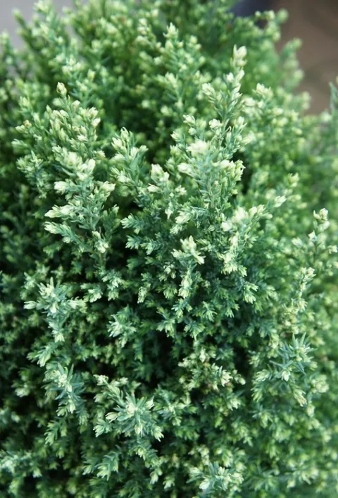 Chamaecyparis l. 'Snow White'