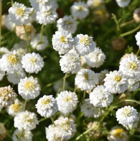 ROOMSE KAMILLE Chamaemelum nobile 'Ligulosum'
