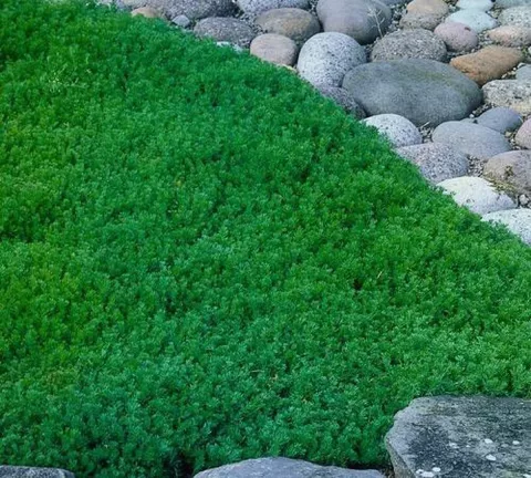 Chamaemelum nobile 'Treneague'