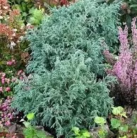 Chamaecyparis pis. 'Baby Blue'