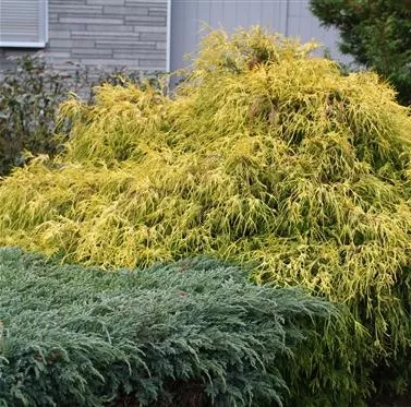 Chamaecyparis pis. 'Filifera Aurea'