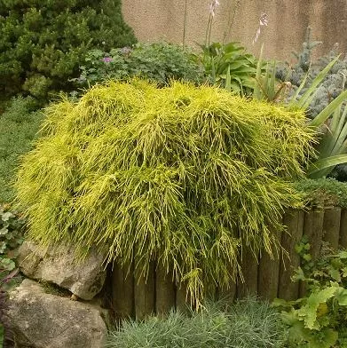 Chamaecyparis pis. 'Sungold'