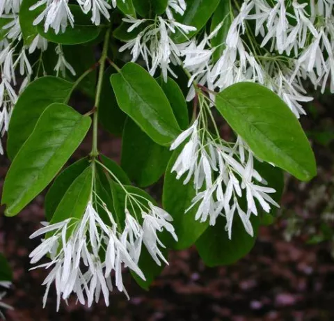 Chionanthus retusus