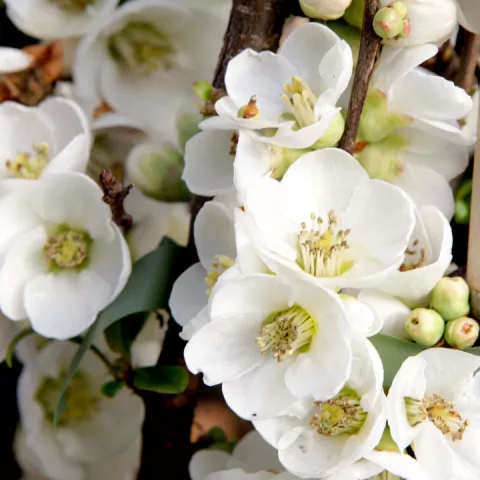 Chaenomeles spec. 'Nivalis'
