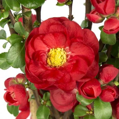 Chaenomeles spec. 'Scarlet Storm'