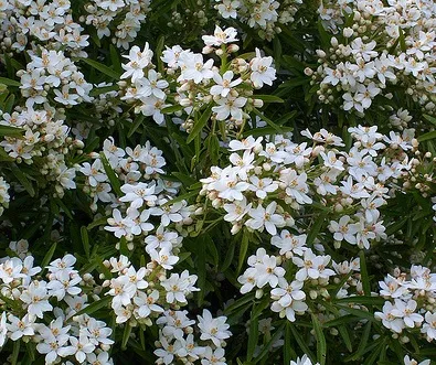 Choisya ternata 'Aztec Pearl'