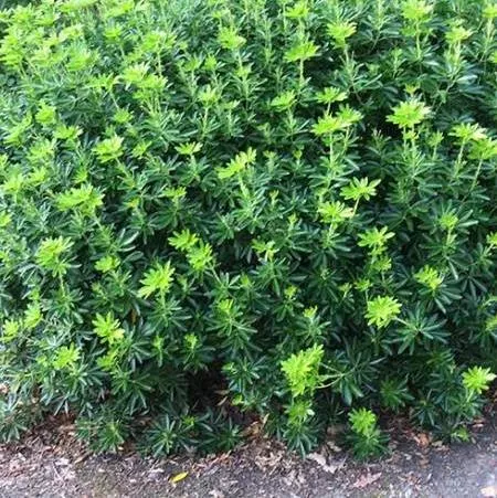 Choisya ternata 'Green Fingers'®