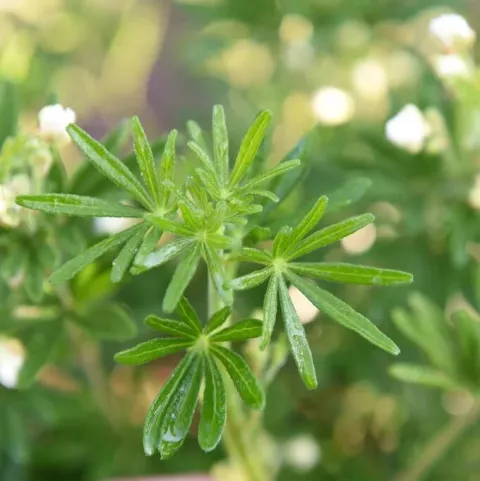 Choisya ternata 'Snow Flurries'®