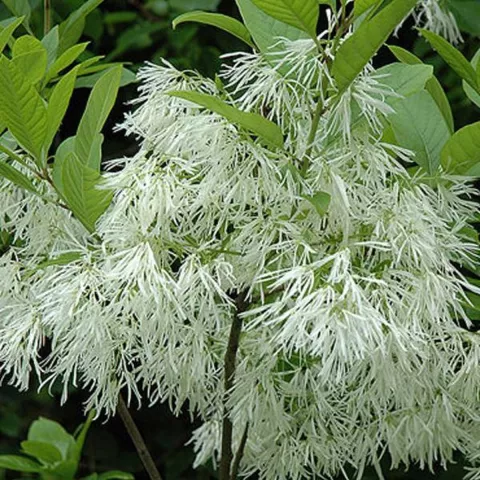 Chionanthus virginicus