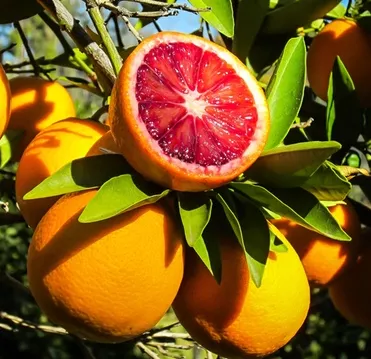 Citrus BLOEDAPPELSIEN