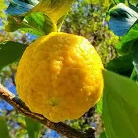 Citrus CEDERCITROEN